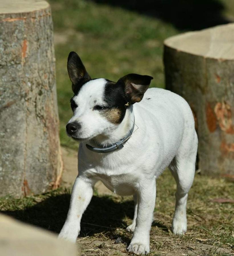 Balkanowka Krasniczyn Luaran gambar