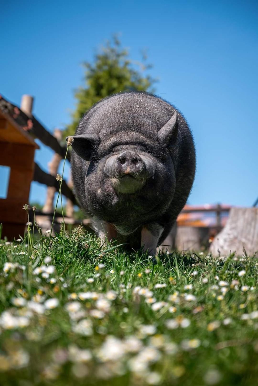 Balkanowka Krasniczyn Luaran gambar